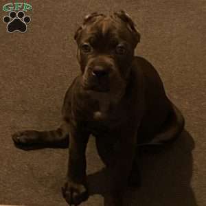 Blue, Cane Corso Puppy