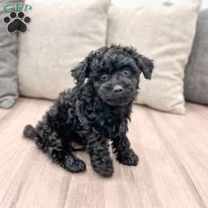 George, Yorkie Poo Puppy