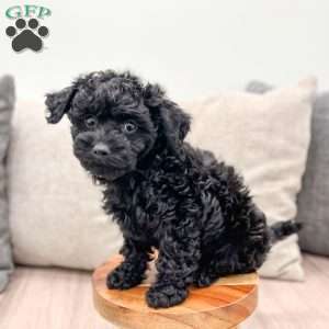 George, Yorkie Poo Puppy