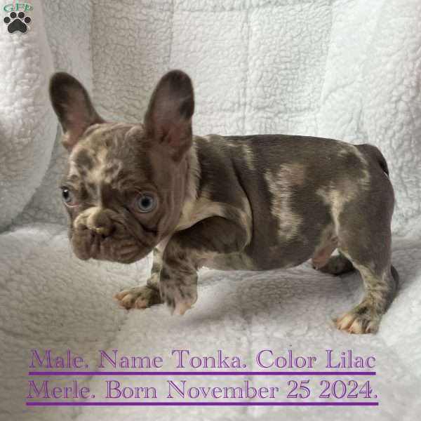 Tonka, French Bulldog Puppy