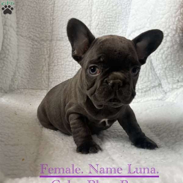 Luna, French Bulldog Puppy