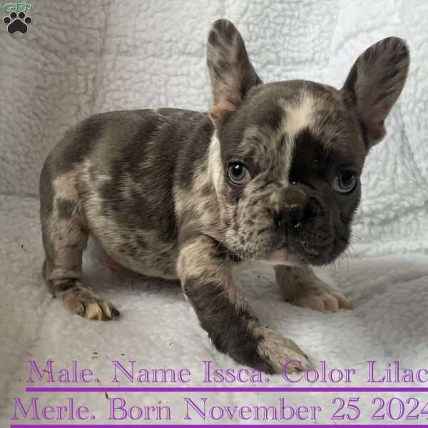 Issca, French Bulldog Puppy