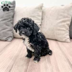 Friskey, Yorkie Poo Puppy