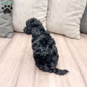 Friskey, Yorkie Poo Puppy