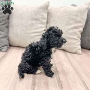 Friskey, Yorkie Poo Puppy