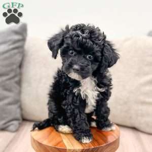 Friskey, Yorkie Poo Puppy