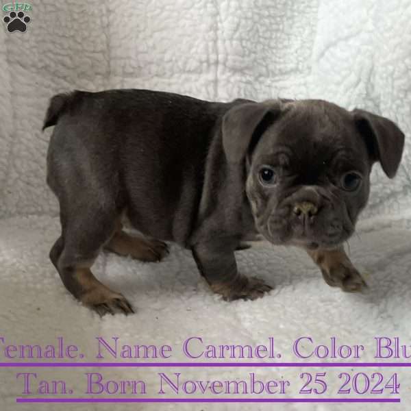 Carmel, French Bulldog Puppy