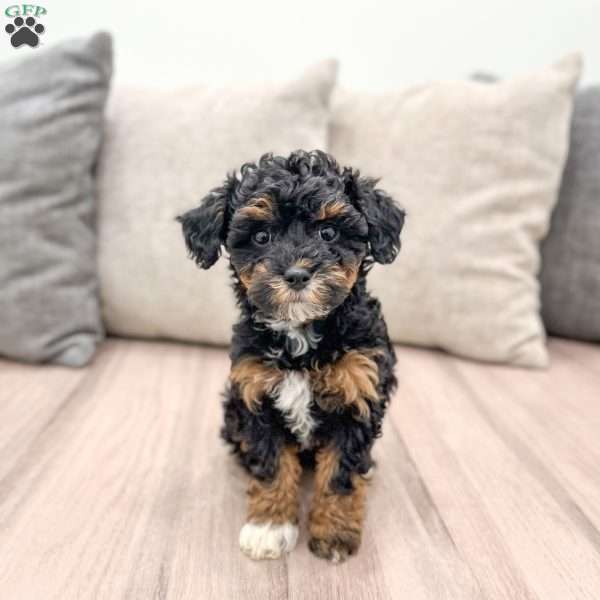 Sofia, Yorkie Poo Puppy