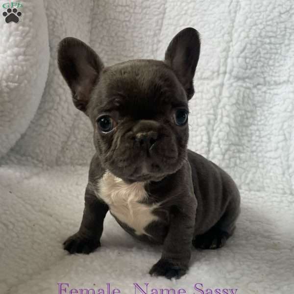 Sassy, French Bulldog Puppy