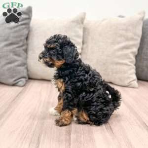 Sofia, Yorkie Poo Puppy