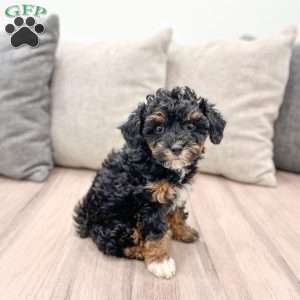 Sofia, Yorkie Poo Puppy