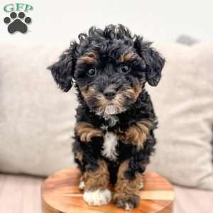 Sofia, Yorkie Poo Puppy