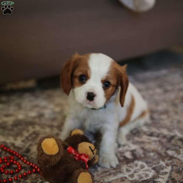 Todd, Cavalier King Charles Spaniel Puppy