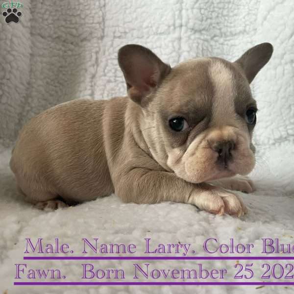 Larry, French Bulldog Puppy