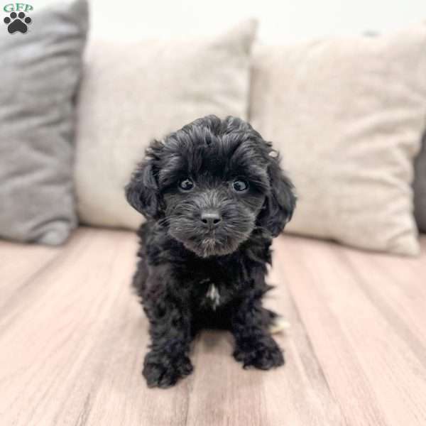 Lightening, Yorkie Poo Puppy