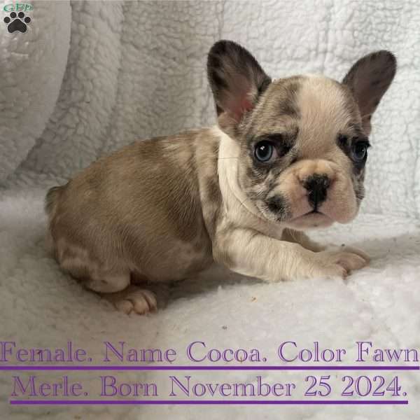 Cocoa, French Bulldog Puppy