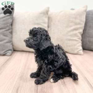 Lightening, Yorkie Poo Puppy