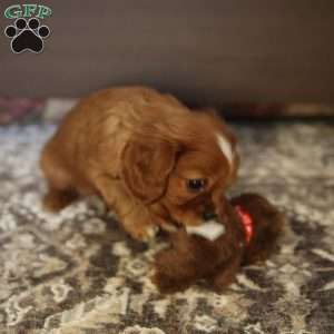 Cora, Cavalier King Charles Spaniel Puppy