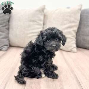 Lightening, Yorkie Poo Puppy