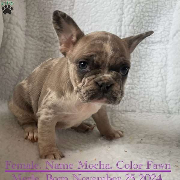 Mocha, French Bulldog Puppy