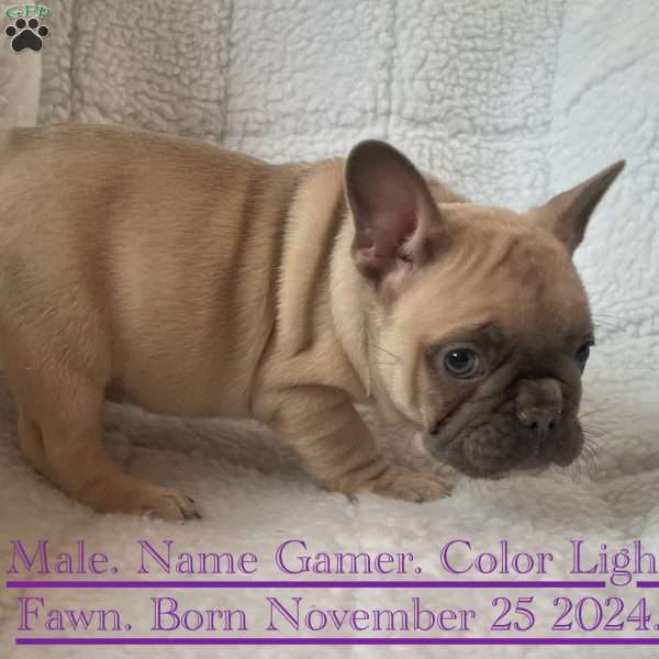 Gamer, French Bulldog Puppy