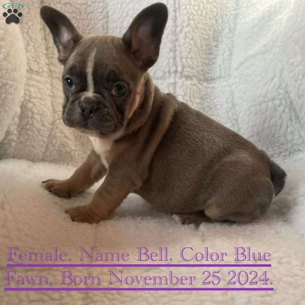 Bell, French Bulldog Puppy