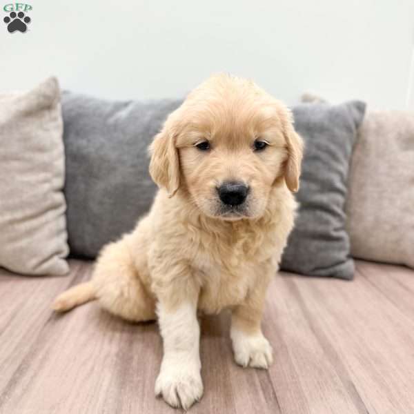 Buddy, Golden Retriever Puppy