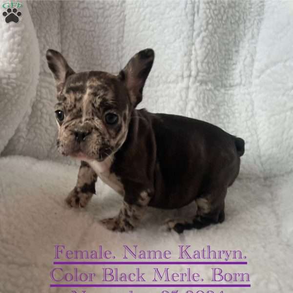 Kathryn, French Bulldog Puppy