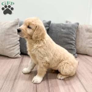 Buddy, Golden Retriever Puppy