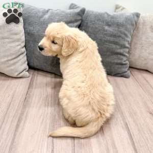 Buddy, Golden Retriever Puppy