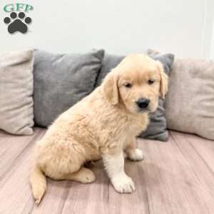 Buddy, Golden Retriever Puppy