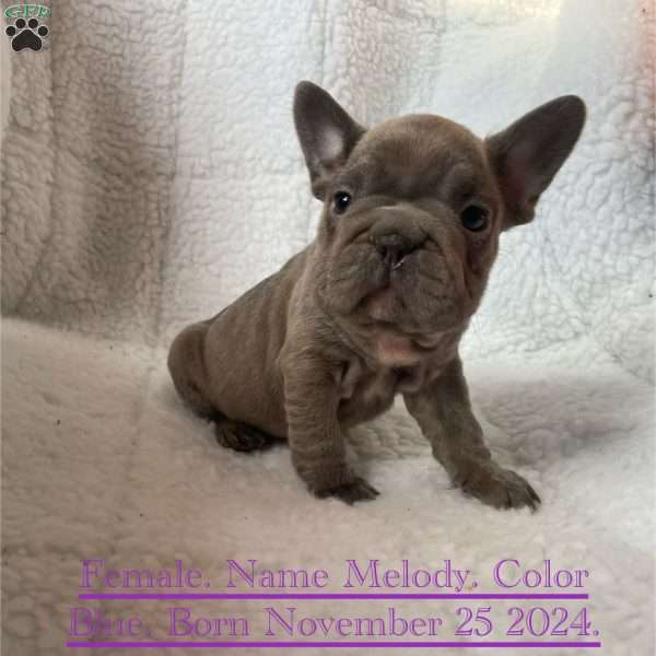 Melody, French Bulldog Puppy