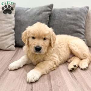 Buddy, Golden Retriever Puppy