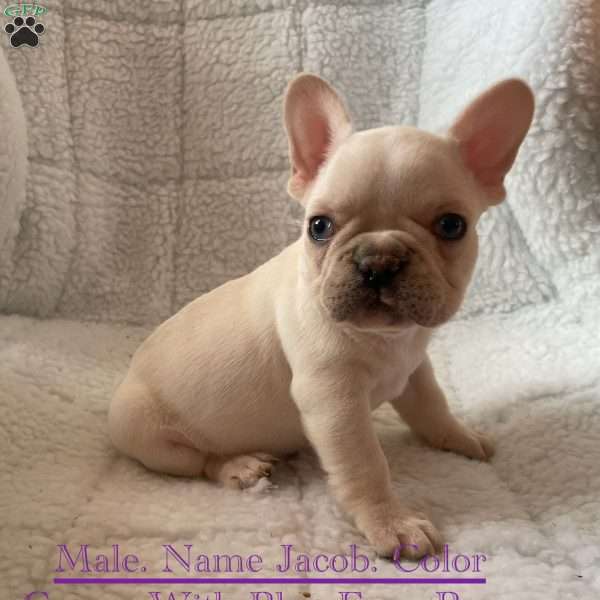 Jacob, French Bulldog Puppy