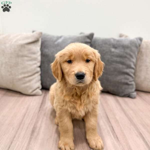 Honey, Golden Retriever Puppy