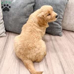 Honey, Golden Retriever Puppy