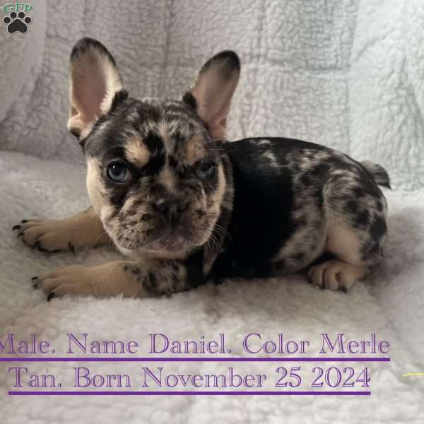 Daniel, French Bulldog Puppy