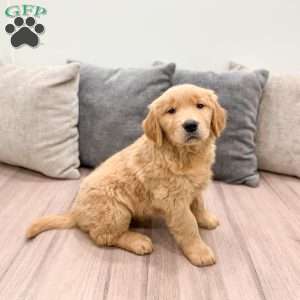 Honey, Golden Retriever Puppy