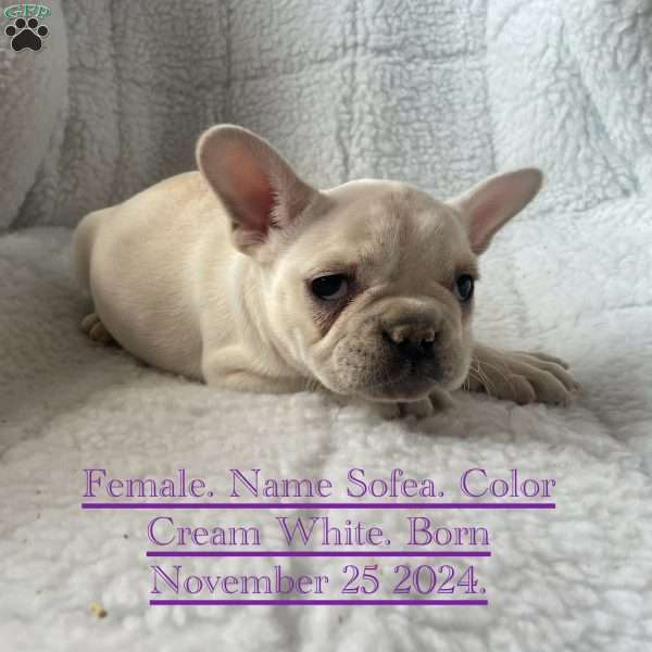 Sofea, French Bulldog Puppy