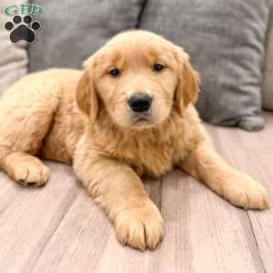 Honey, Golden Retriever Puppy