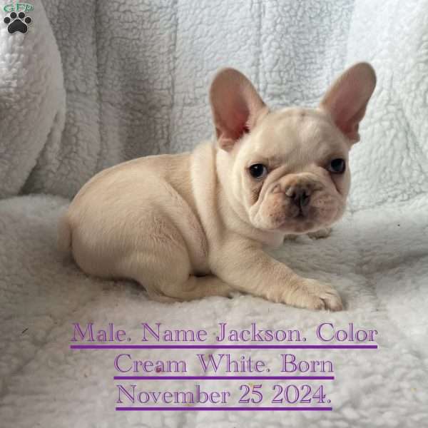 Jackson, French Bulldog Puppy