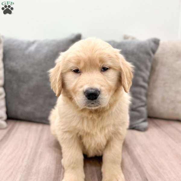 Gold, Golden Retriever Puppy