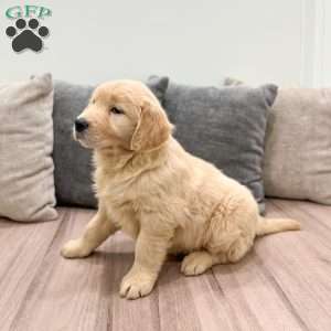 Gold, Golden Retriever Puppy