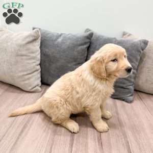 Gold, Golden Retriever Puppy