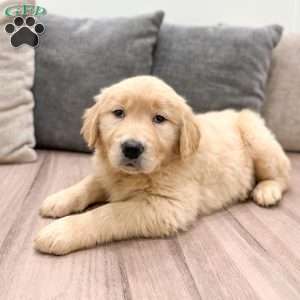 Gold, Golden Retriever Puppy