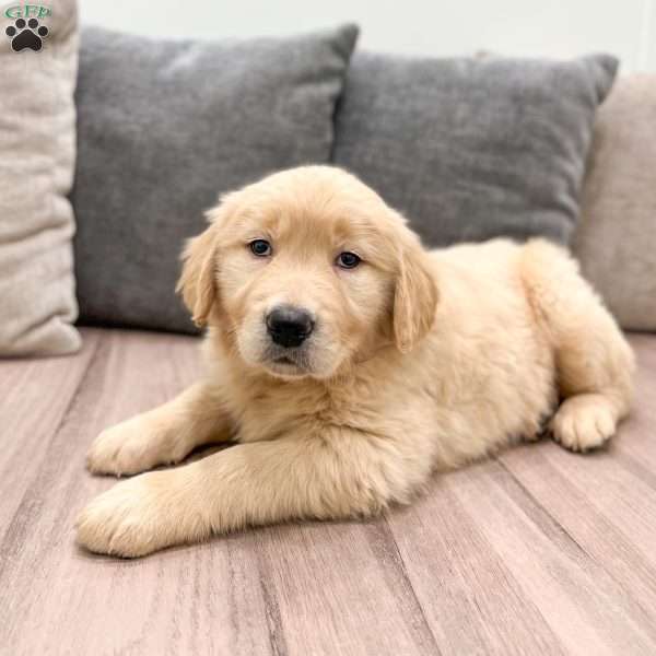 Gold, Golden Retriever Puppy