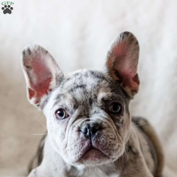 Cider, French Bulldog Puppy