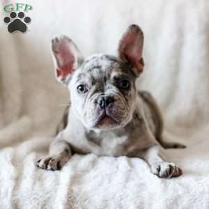 Cider, French Bulldog Puppy