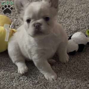 Chanel, French Bulldog Puppy