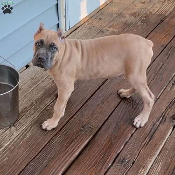 Charlie, Cane Corso Puppy